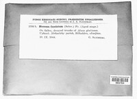 Stereum ostrea image